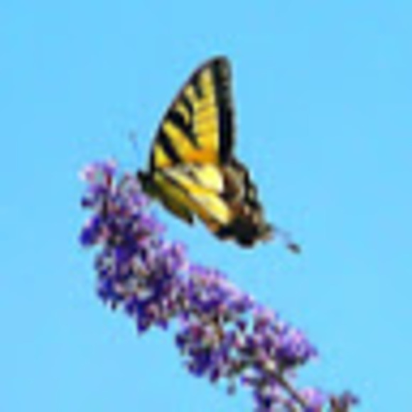 Meet your Posher, Jamie - Picture 1 of 1